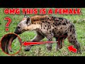 Female Hyenas Have A Pseudo Male Organs By Animal KingdomX