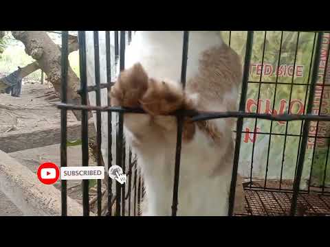 pampawala ng stress sa araw araw 😄😄😄