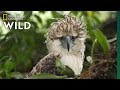 Watch An Endangered Philippine Eagle Chick Grow Up In Rare Video Nat Geo Wild