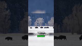#shorts Discover the Untouched Beauty of Jackson Hole in June