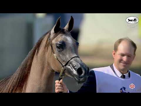 N 105 NW DEEM   Kuwait Purebred Arabian Horses Show 2022   Fillies 2 Years Old Class 2B