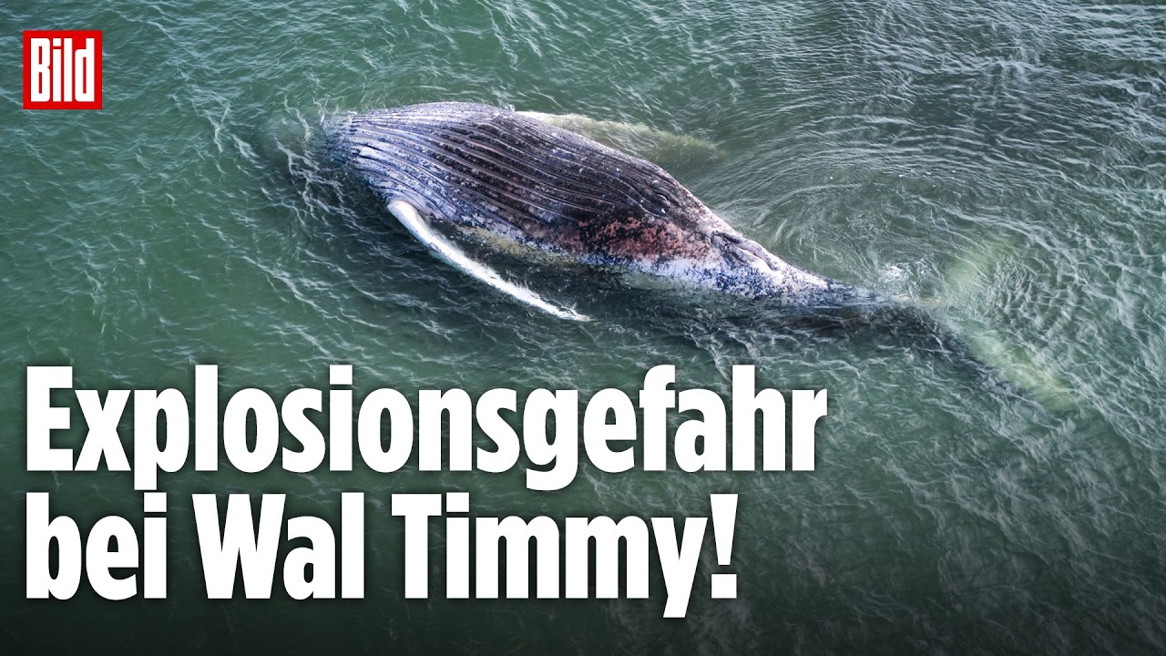 🔴 WAL TIMMY: Wird der Kadaver jetzt explodieren? | LIVE vor der Küste von Dänemark