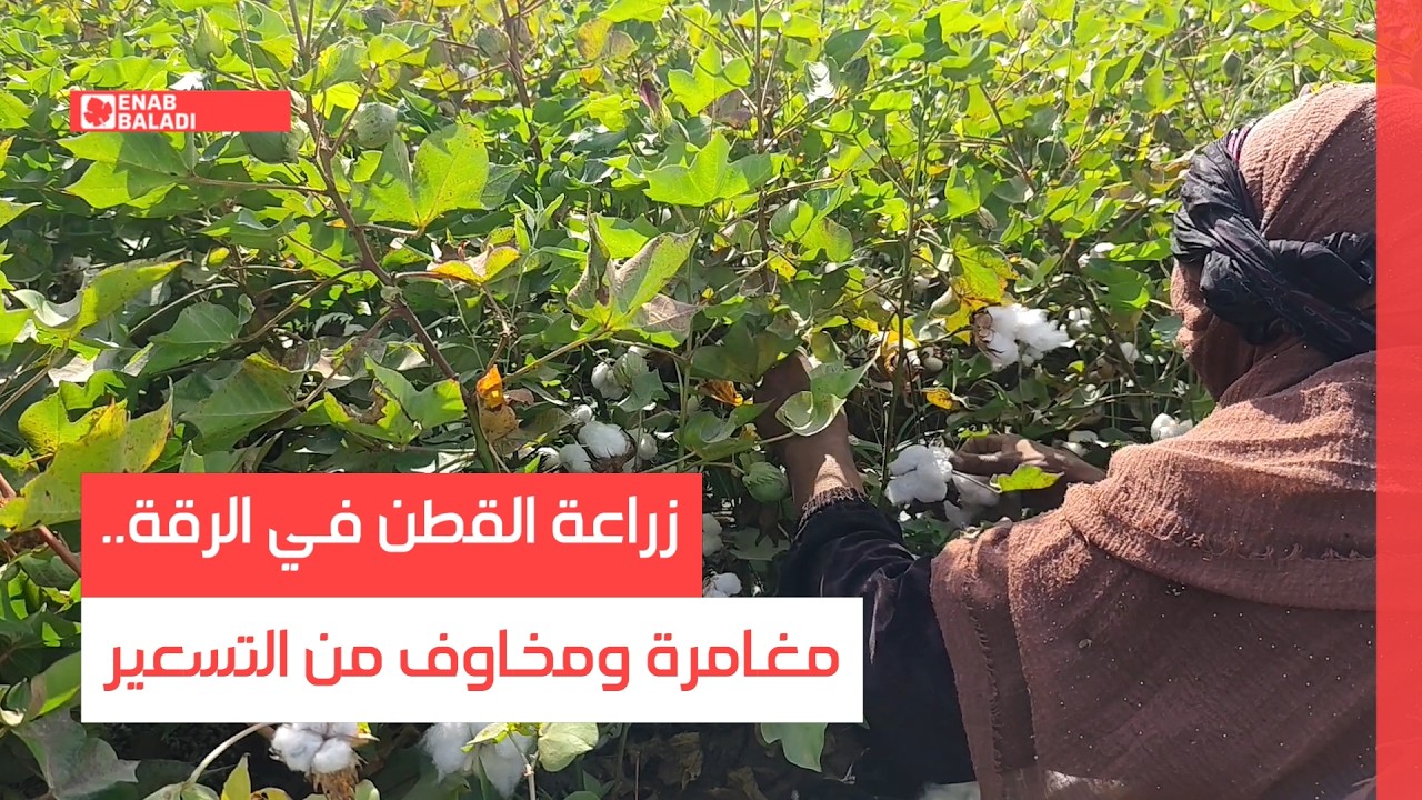 زراعة القطن في الرقة.. مغامرة ومخاوف من التسعير