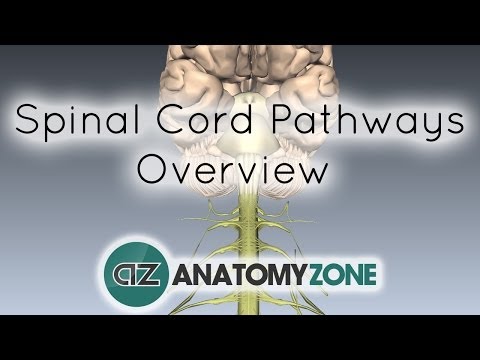 Spinal Pathways/Tracts - Part 2 - Ascending and Descending Tracts Overview - Anatomy Tutorial