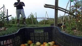 preview picture of video '360° VR Farming TOMATO | Vegetable Farmers Bangladesh l April 2018'