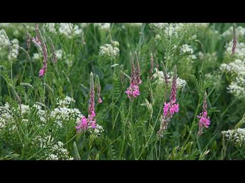 Ein Blütenzauber in Halle an der Saale, Sachsen-Anhalt, Deutschland, Germany