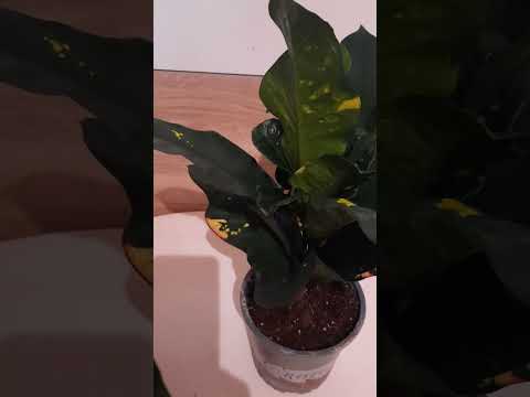 Codieum variegatum csodacserje,Kroton szobanövény gondozása