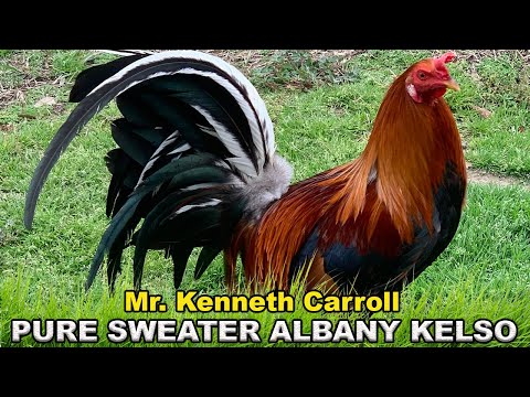 Mr. Kenneth Carroll Pure Albany Kelso Sweater | Beautiful Quality Birds