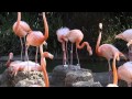 First Flamingo Chicks Hatch And Play