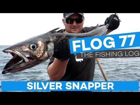 Flog 77 // Silver Snapper