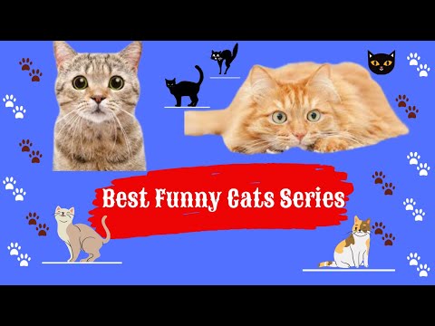 Best Funny Cats Series #2😹 - The Sweetest Cats😻- En Komik Kediler Serisi#🙀- Avni Cats 🐈