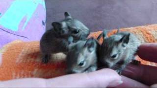 osmák degu desetidenní.wmv osmák degu desetidenní.wmv