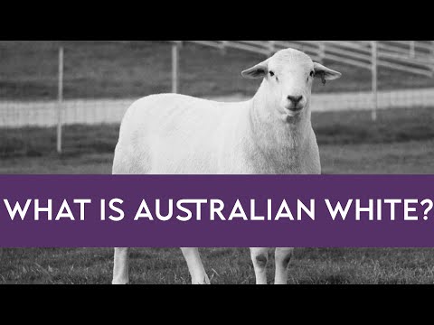 , title : 'What is an Australian White? | Margam Lamb | Verticroft Holdings'