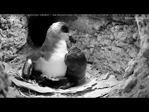 The Cahow couple has returned to Nonsuch Island. 10-29-18