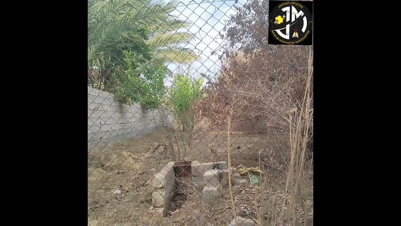 اسباب تكذيب خلايا النحل واهم الاوقات التي يتم فيها التكذيب