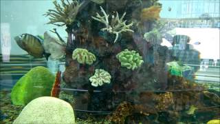 GVK One Aquarium With Soft Music