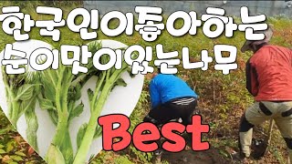두릅나무 한국인이좋아하는 (순이맛이있는나무)BEST5중 하나 (묘목&귀농)