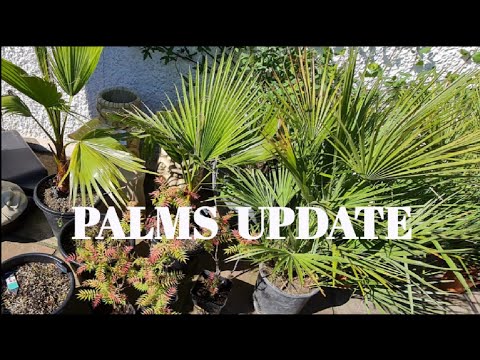 , title : 'UPDATES OF ALL THE PALMS IM GROWING 🌴🌞'