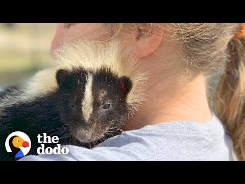 Woman Takes In Injured Little Skunk And Raises Him As Her Baby | The Dodo
