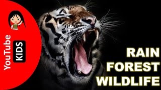 Learn Wild Rainforest Animals Names and Sounds with Actual Pictures - YouTube Kids