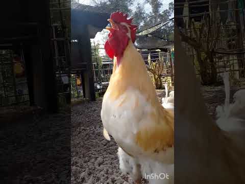El Bello Canto Del #Gallo en #feedshorts #gallos