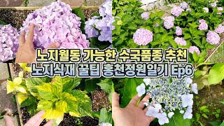 추운 강원도 홍천에 수국이 만개했어요!! 노지월동 가능한 당년지 수국품종 추천&노지식재 꿀팁!! 홍천정원일기…