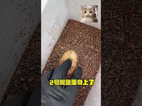 小鳄鱼破壳而出，萌翻全场！