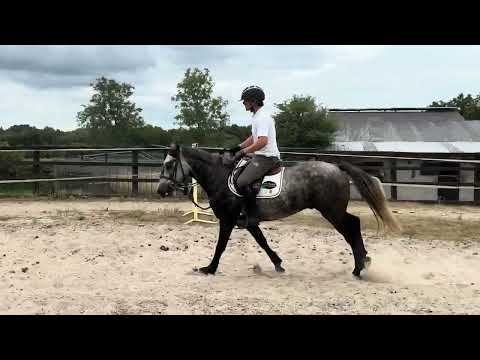 Horse - Image 2