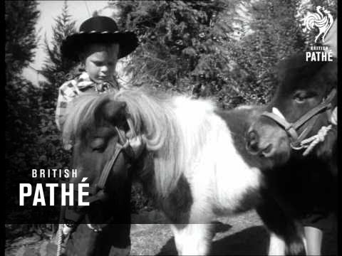 Selected Originals - California - Miniature Horses - Exports From Britain (1953)