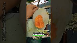 Download lagu Quality Sweet Mangoes at Makan Codot #shorts #harvest #fruit #mango mp3