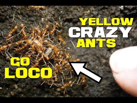 Yellow Crazy Ant Facts - The Mega Colony of Murderers and Farmers - Animal a Day XYZ Week