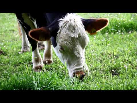 TAGWERK & Demeter Biohof Familie Heindl in Kirchdorf bei Haag i. OB