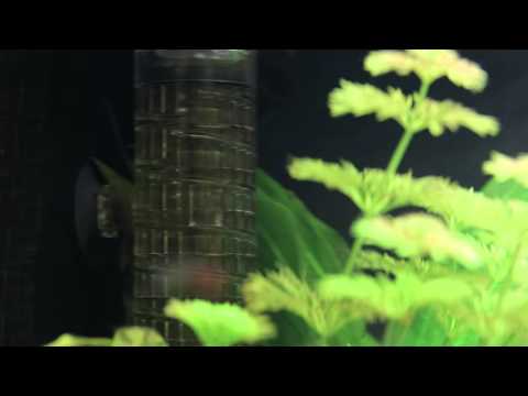 JBL ProFlora Taifun CO2 Reaktor im Einsatz