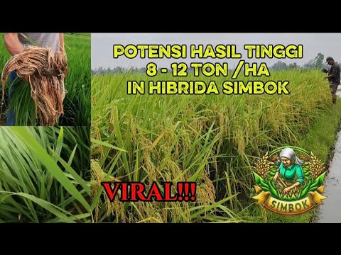 Padi in hibrida simbok, Panen bisa naik 3x lipat, Potensi hasil tinggi 8 - 12ton /ha