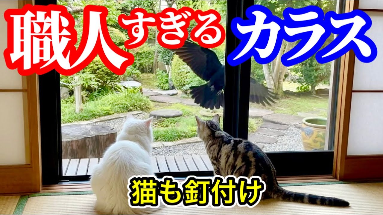 窓の外の“職人カラス”に猫たちが釘付け！思わず見入った驚きの知能