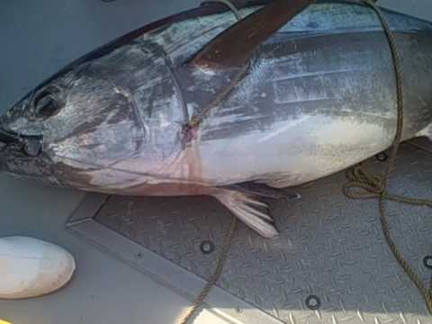 67" Bluefin Tuna