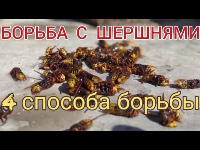 Завелись шершни что делать. Скворечник внутри. Гнездо шершня на балконе. Завелись шершни что делать. Гнездо шершней фото.