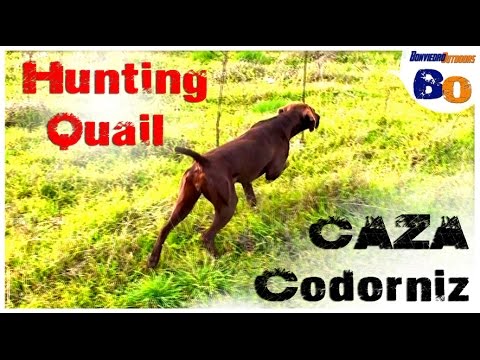 CAZA de CODORNIZ  con PERRO de MUESTRA #7 | QUAIL HUNTING with POINTING DOG #7 | 2016 | HD