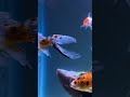 Shubunkin , single-tailed goldfish #shubunkin #goldfish #aquariumfish #japaneseorigin #satisfying