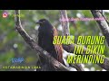 Bikin Merinding Suara Burung Bubut Besar
