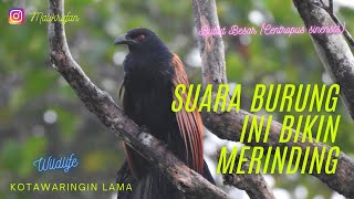 Download lagu Bikin Merinding !!!!! Suara  Burung Bubut Besar mp3