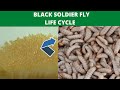 Black Soldier Fly Life Cycle The Cycle Of Black Soldier BSF