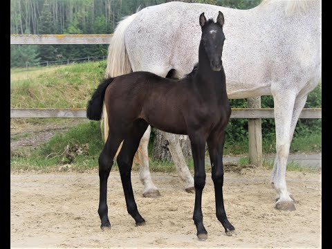 Colin von Worrenberg, Hengst, Holst, geb. 21. 5.2023, Crack x Clearway x Contender, ein Strahlemann!