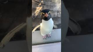 めちゃくちゃ可愛いペンギン