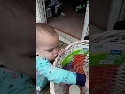 Grow Your Own Medicine Part 1: Making a Lemon Balm Tincture