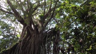 preview picture of video 'Curtain Fig Tree, Atherton Tablelands, Qld'