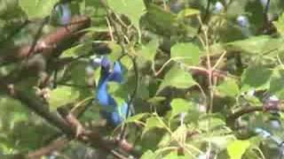 preview picture of video 'Indigo Bunting - Rotary Park, Biddeford'