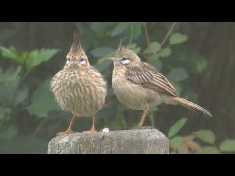 Suirirí gris y Crestudo Esperanza Santa Fe Argentina 2025