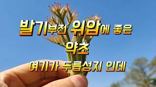 발기부전 위암에좋은 약초 두릅효능 여기는 두릅 성지 인데요