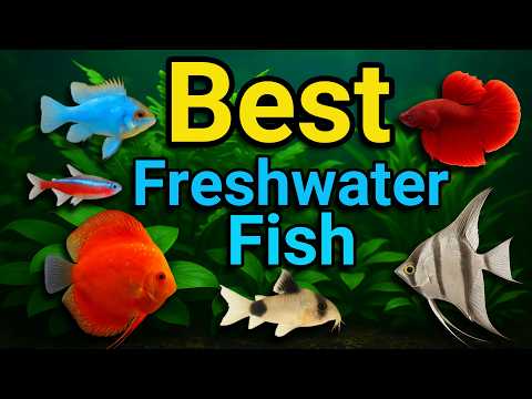 10 Best Freshwater Aquarium Fish for Beginners (Easy & Colorful)